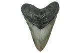 Fossil Megalodon Tooth - North Carolina #355844-1